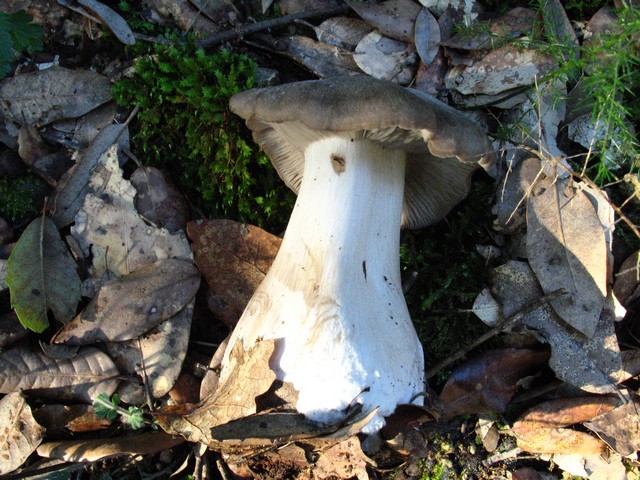 chiedo aiuto (cfr. Lyophyllum rhopalopodium)